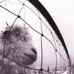 Pearl Jam - Vs. (Clear Vinyl)