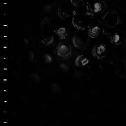 Crumb - Ice Melt (Red Vinyl)