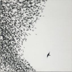 Wilco - Sky Blue Sky (VG+) (2LP)
